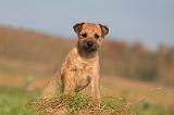 BORDER TERRIER 169